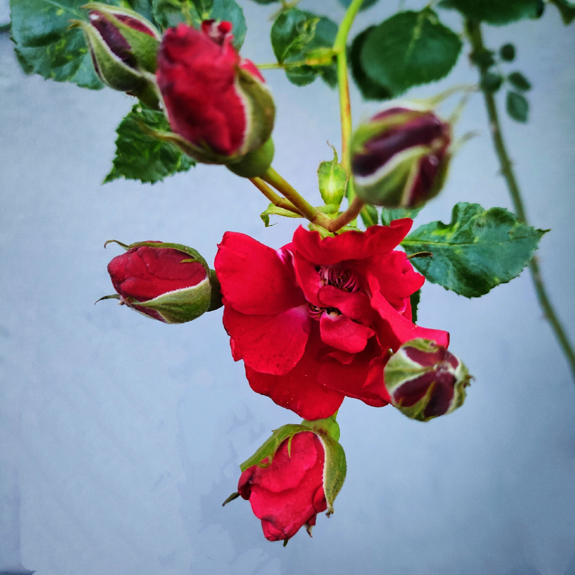 CLIMBING ROSE 