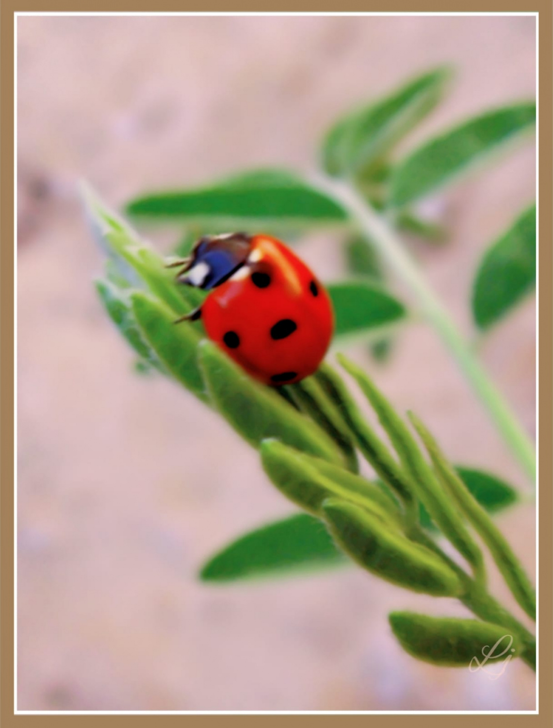 Ladybug ⚜⚜
