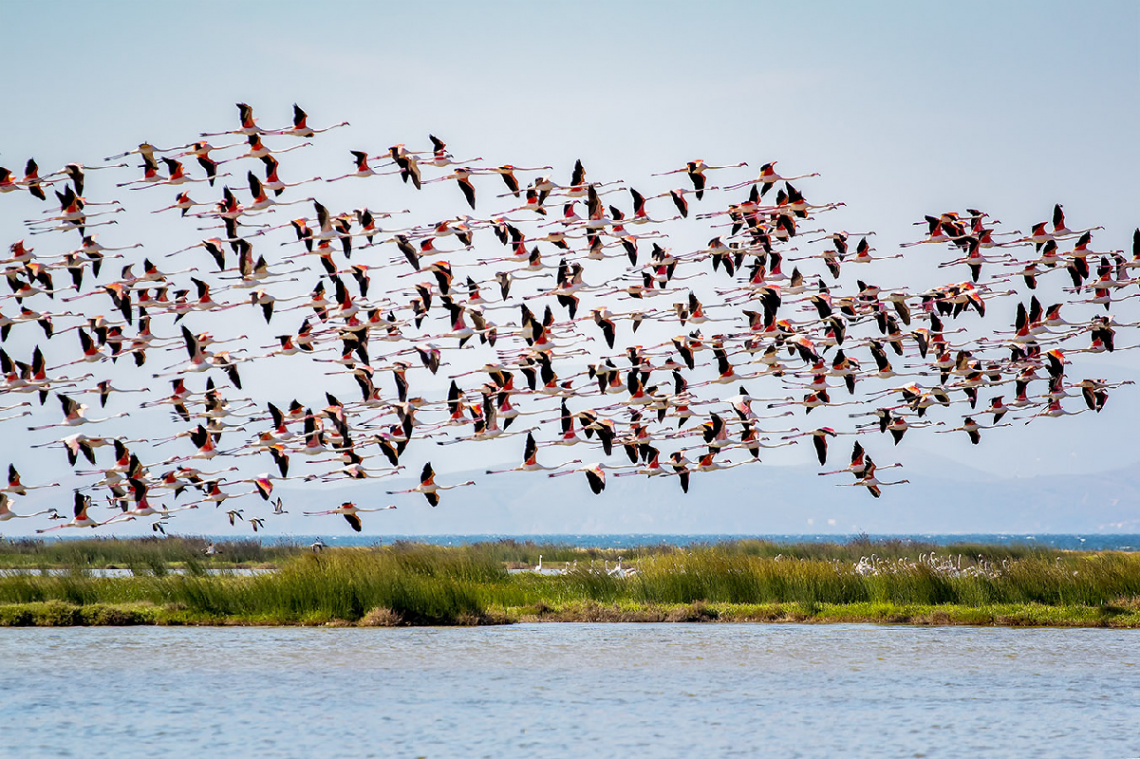 Allı Turnalar (Flamingolar)