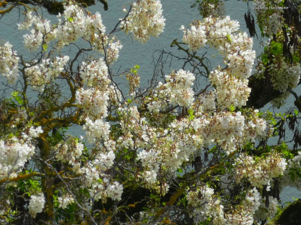 Black locust