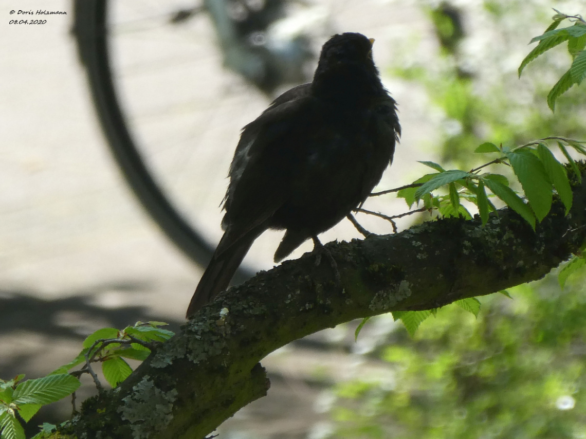 Common blackbird