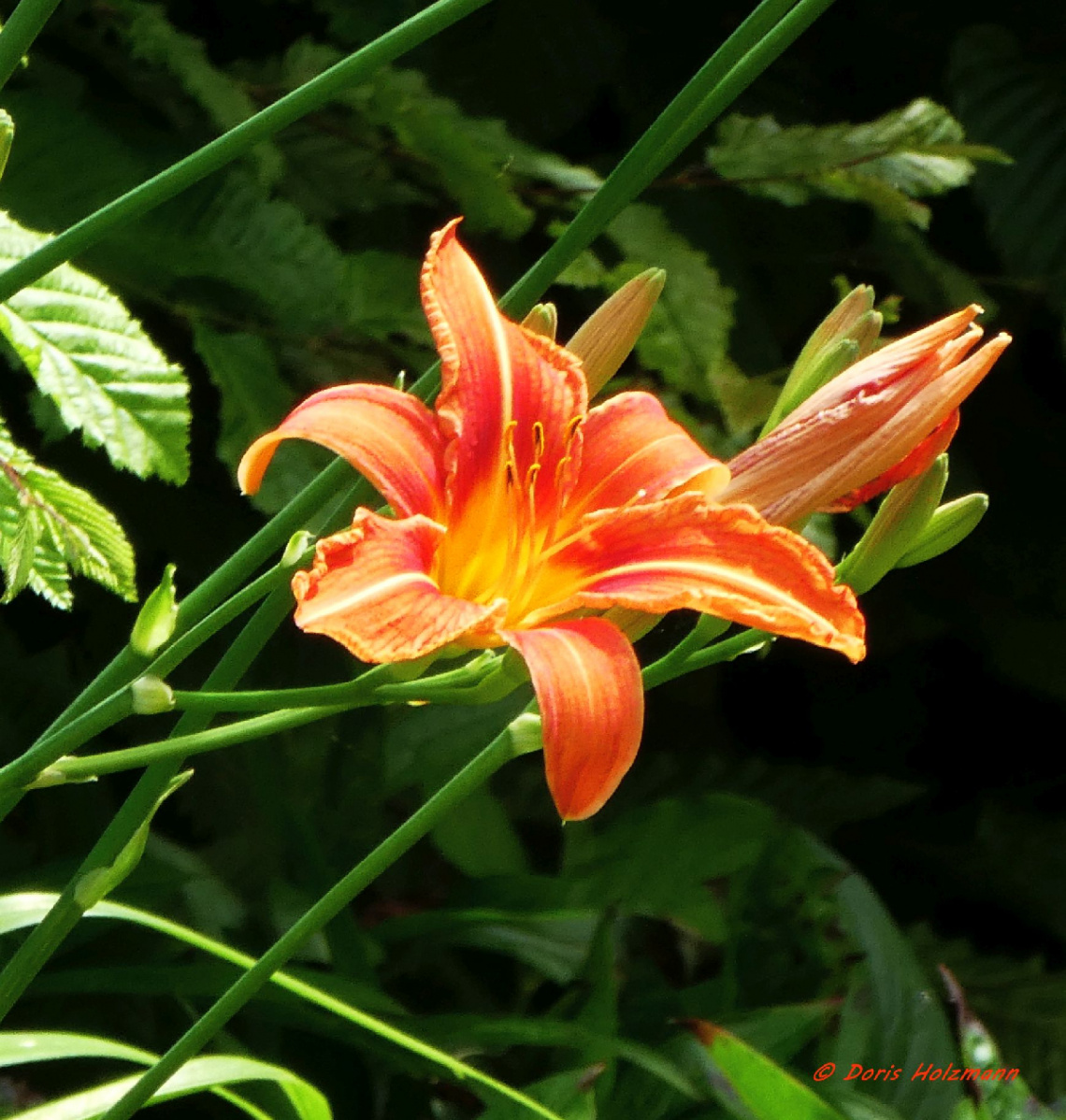 Lilium bulbiferum (orange lily)