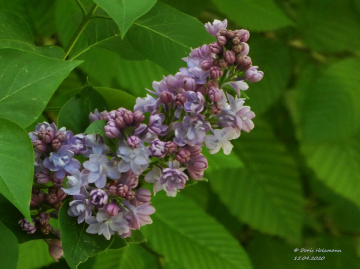 Syringa vulgaris (the lilac or common lilac)