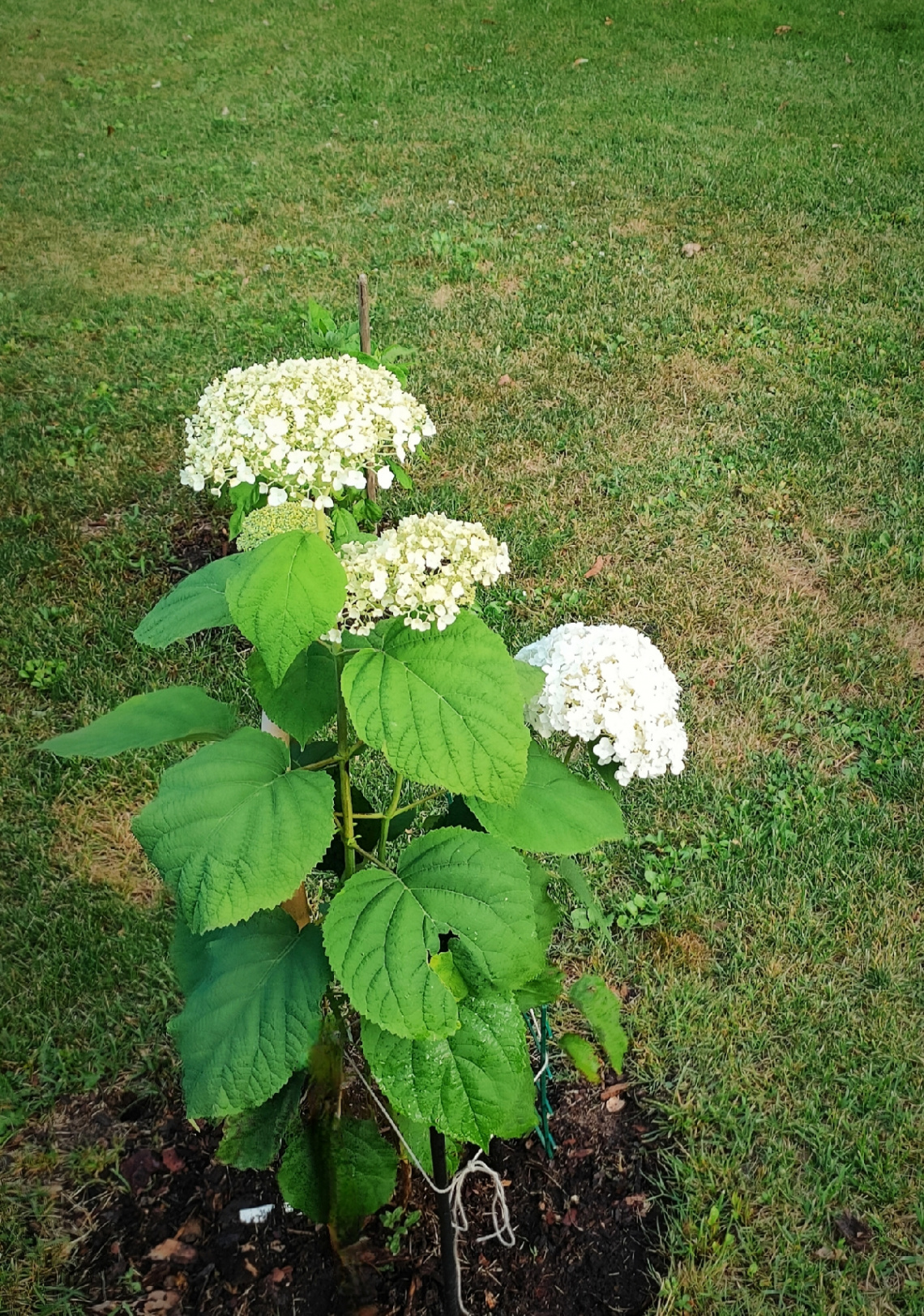 YOUNG SHRUB OF HYDRANGEA