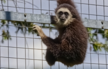 Gibbon Monkey - Cph Zoo - Denmark - 2024.
