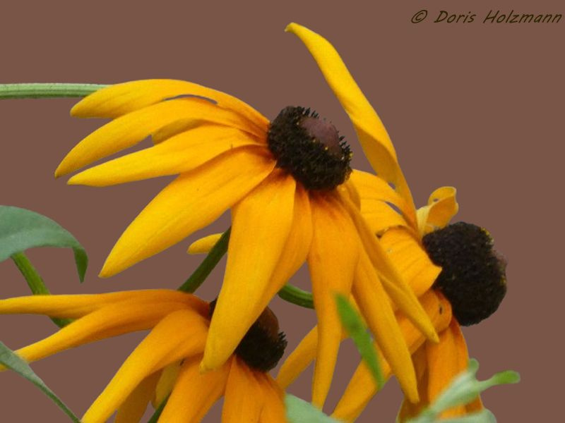 Rudbeckia hirta, commonly called black-eyed Susan