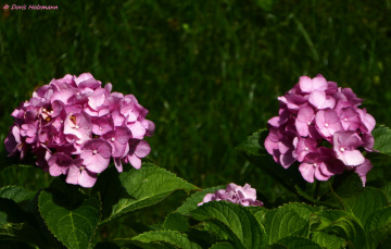 Hydrangea