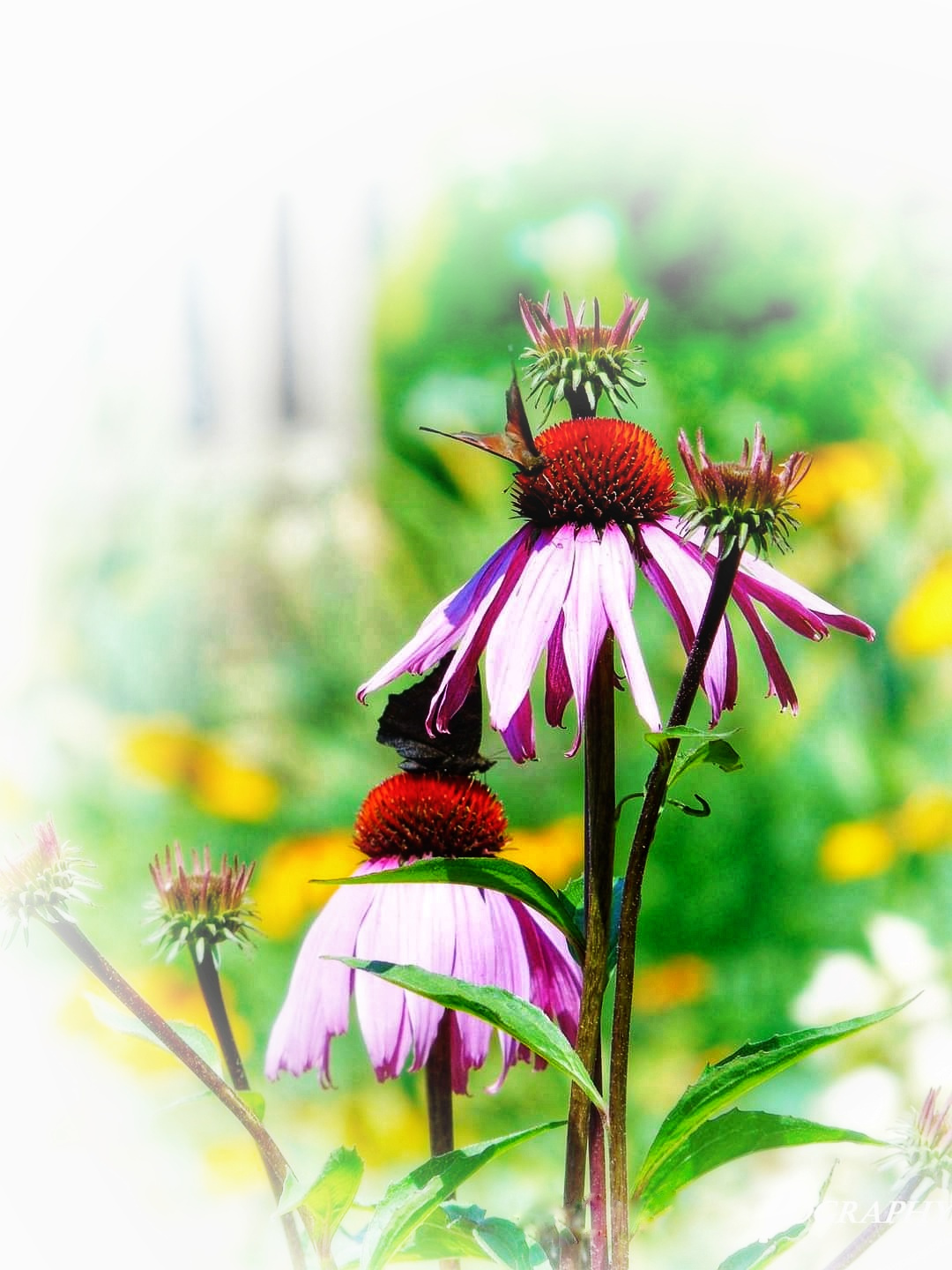 ECHINACEA PURPUREA