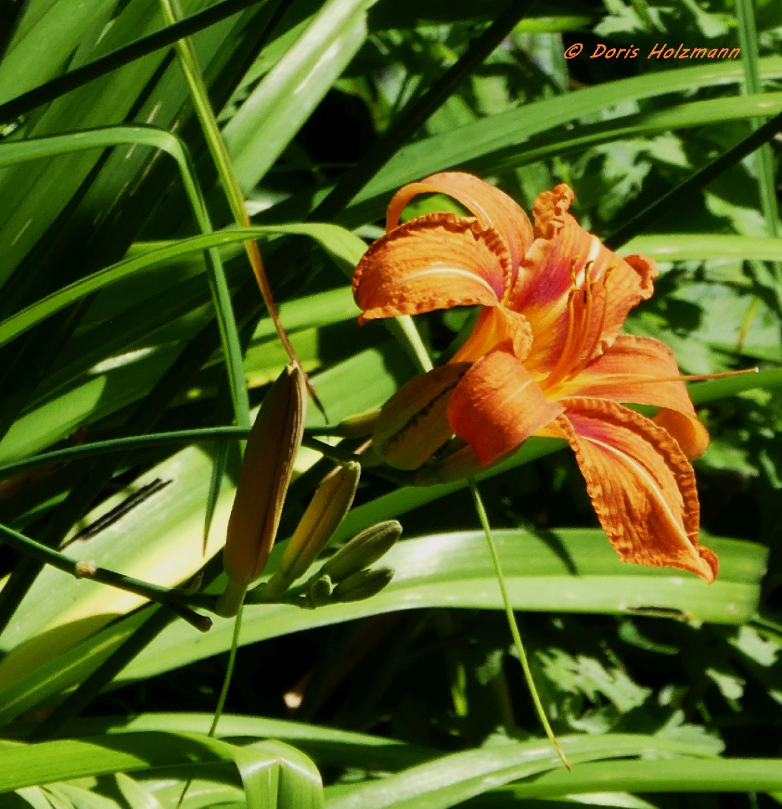 fire lily