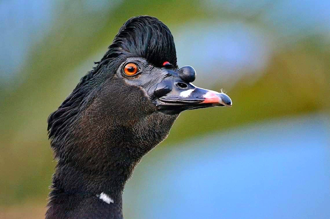 Pato-do-mato (Cairina moschata)