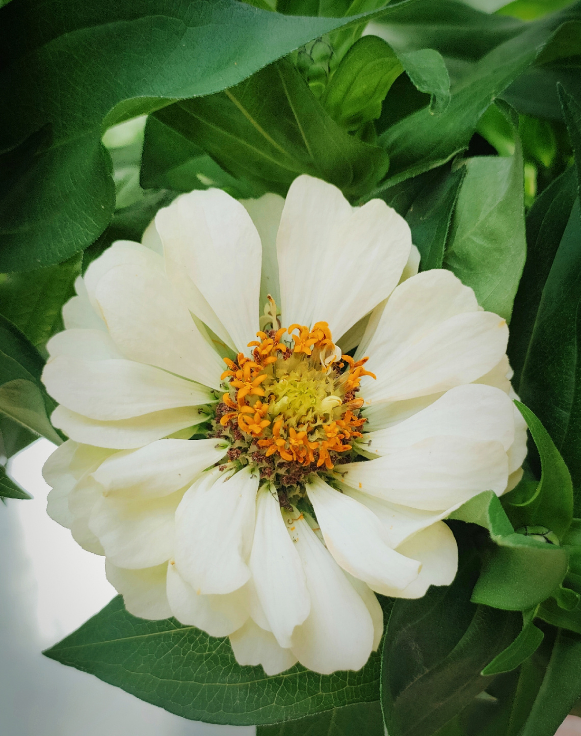 ZINNIA