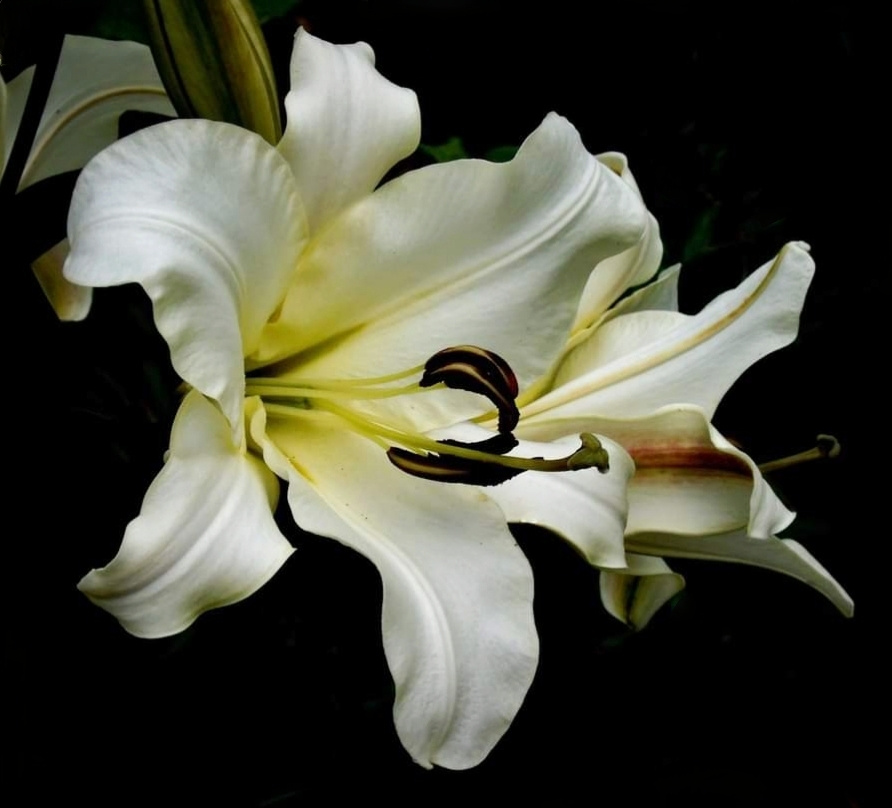 WHITE LILY