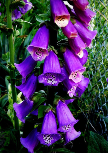 PURPLE FOXGLOVES