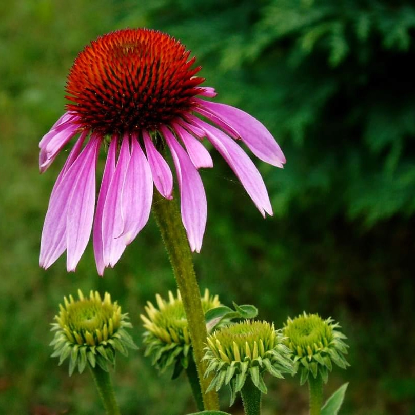 ECHINACEA