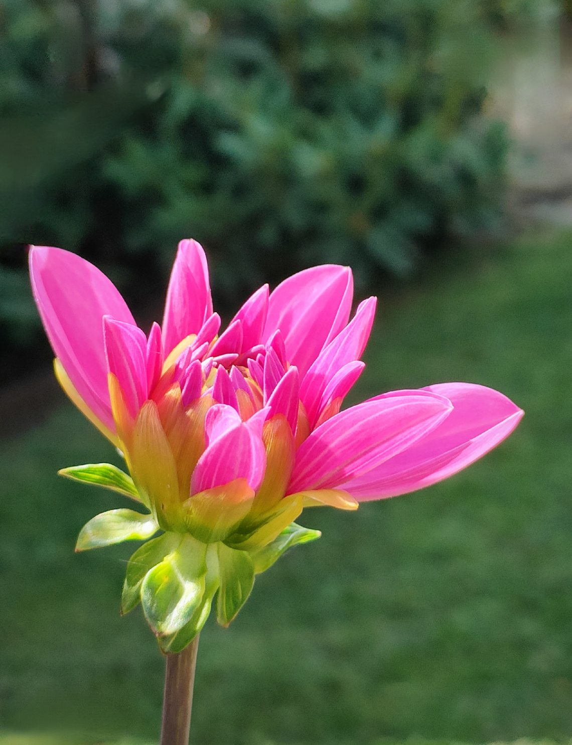 DAHLIA IN BLOOM