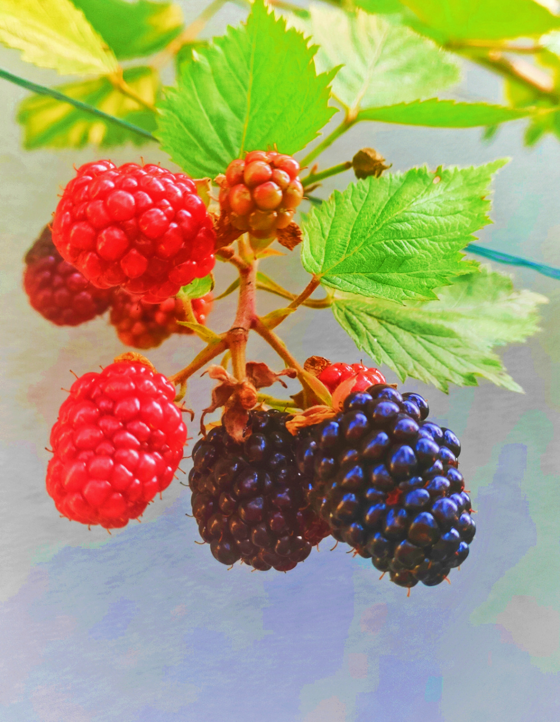 BLACKBERRIES 