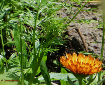 common marigold