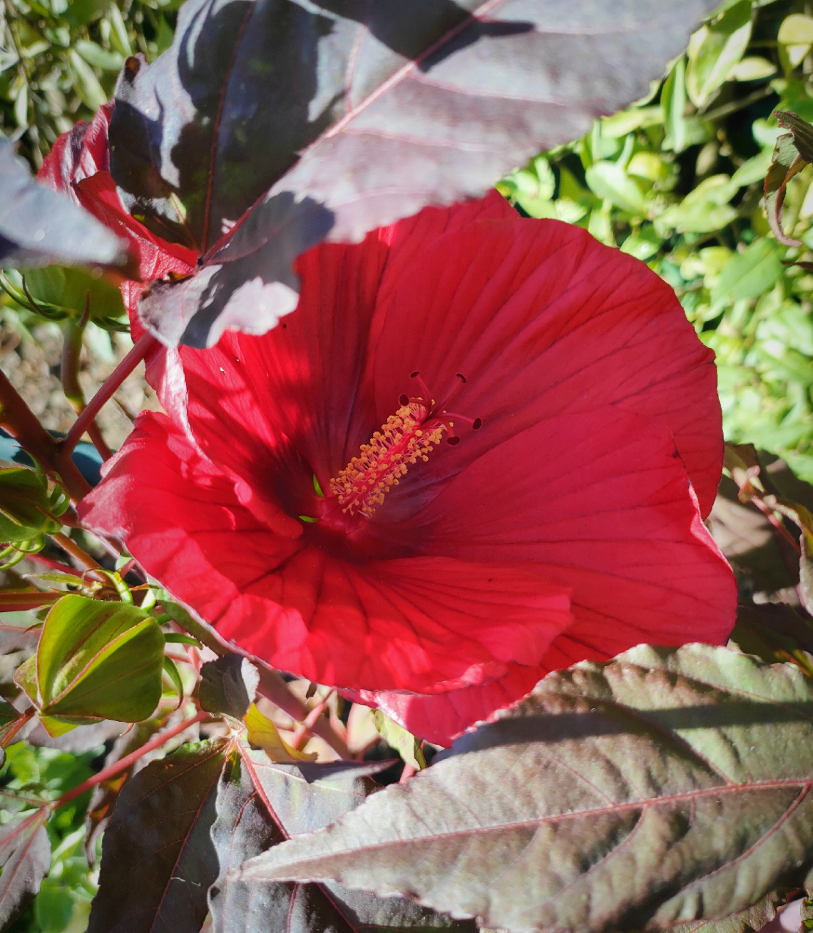 ROSE MALLOW