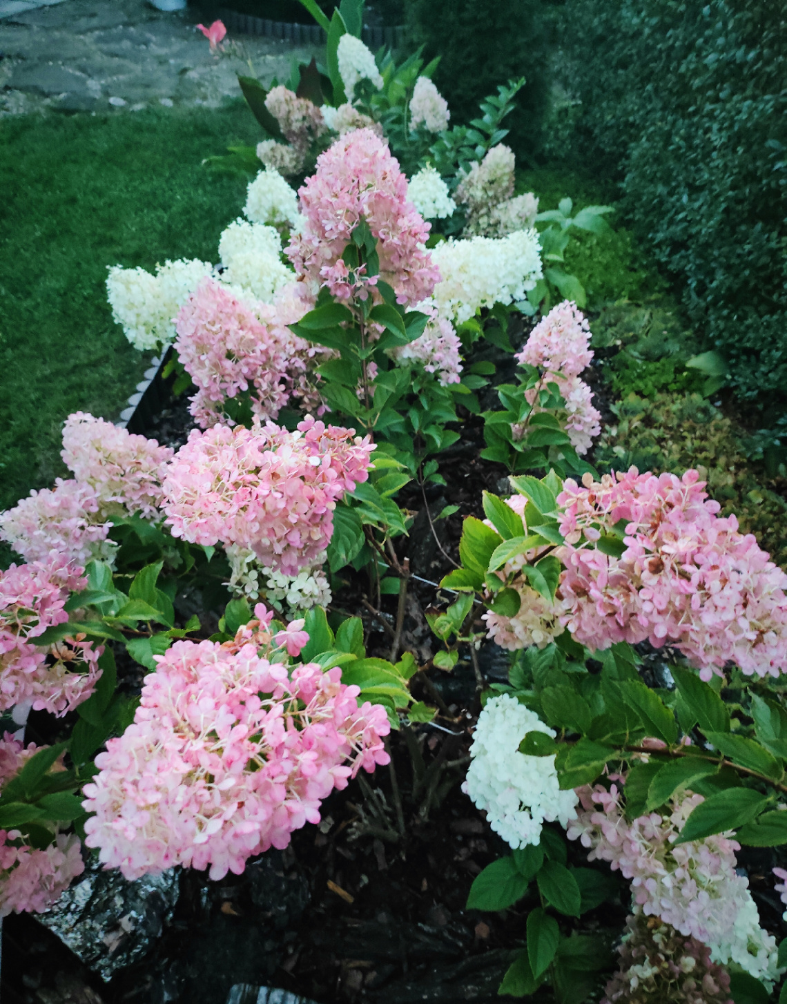 COLORFUL HYDRANGEA