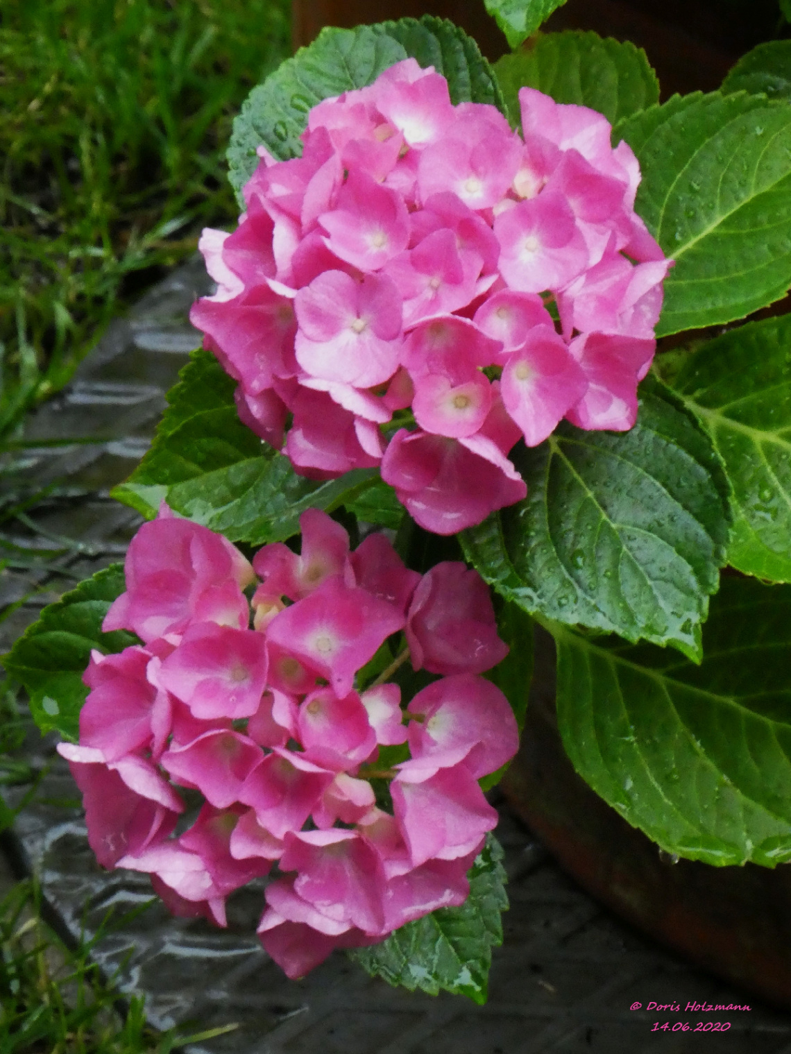 Hydrangea macrophylla