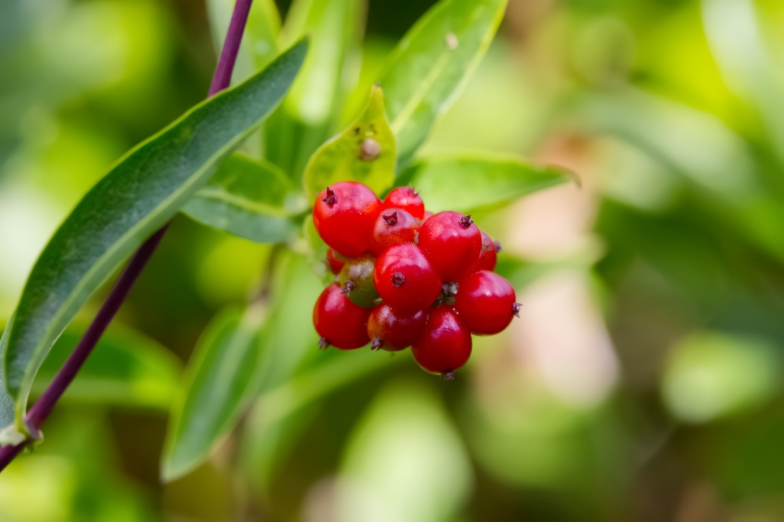 In a Garden...