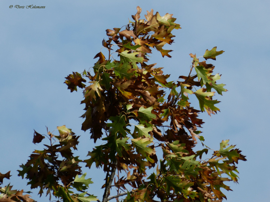 Leaves in the wind