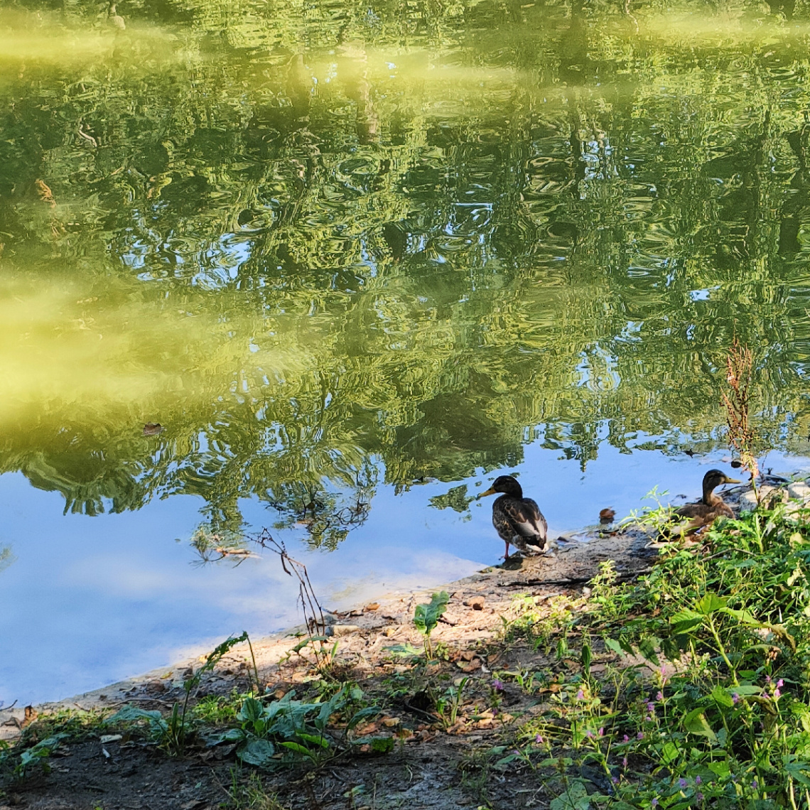 AT THE POND