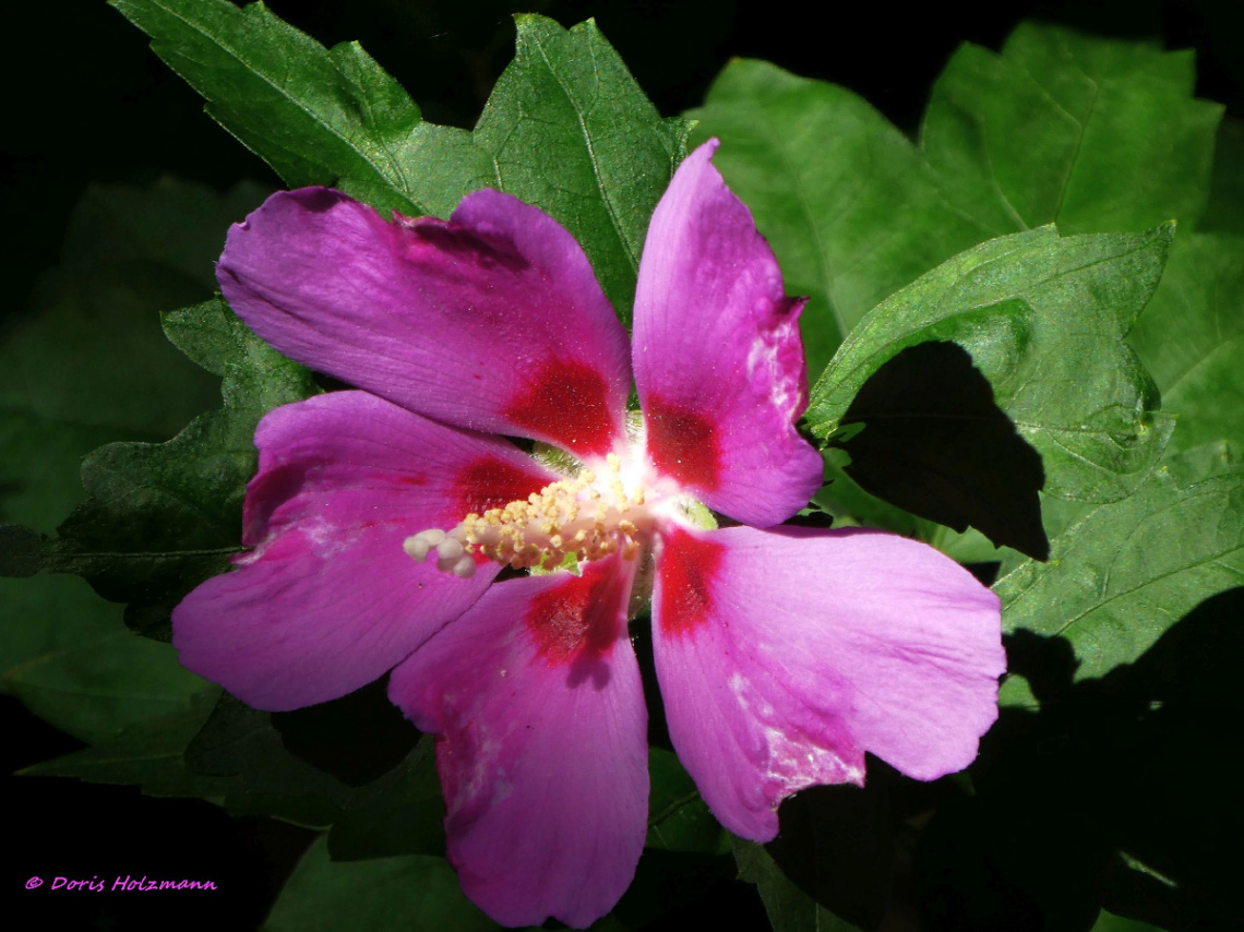 Hibiscus