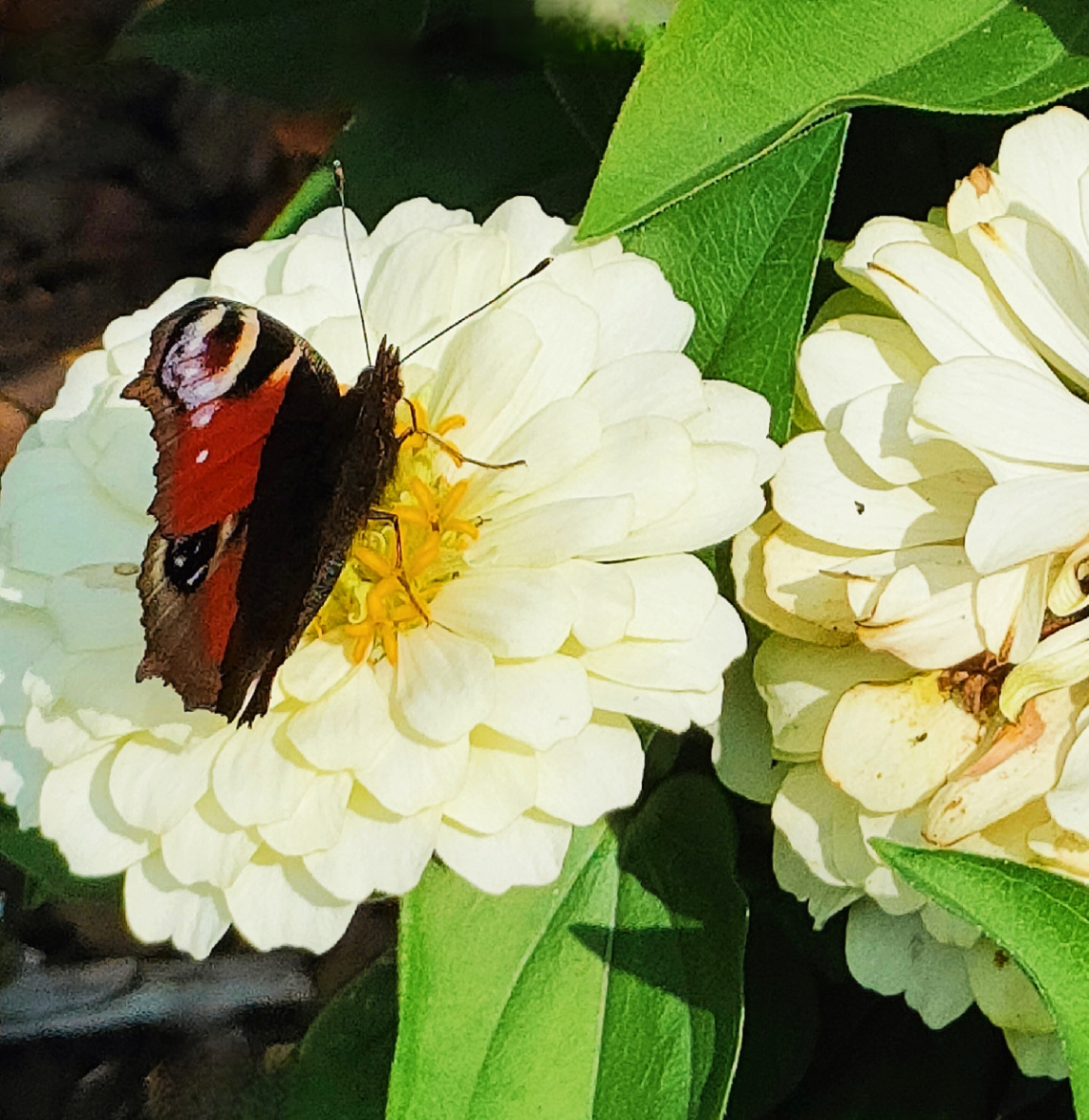 BUTTERFLY ON ZINNIA 