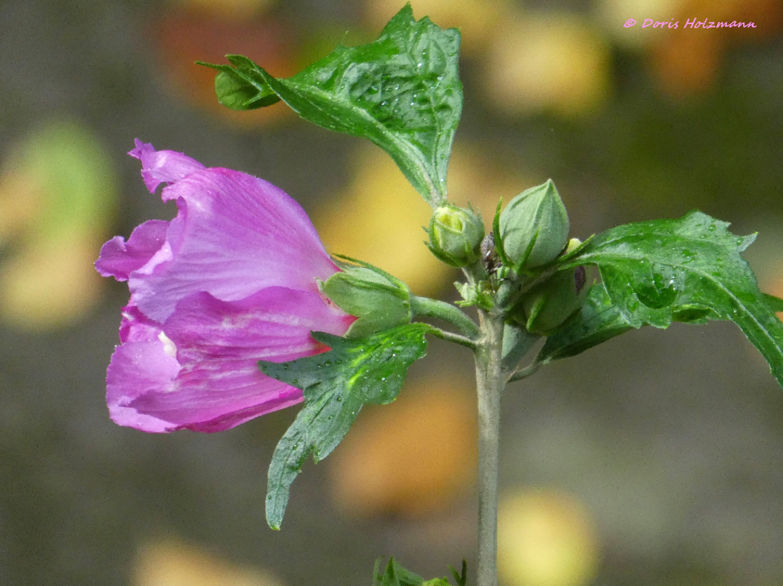 Hibiscus