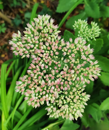 BUTTERFLY STONECROP