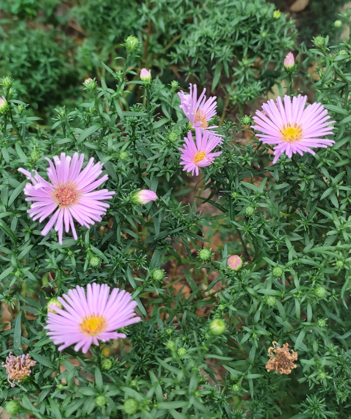 ASTER BUSHY