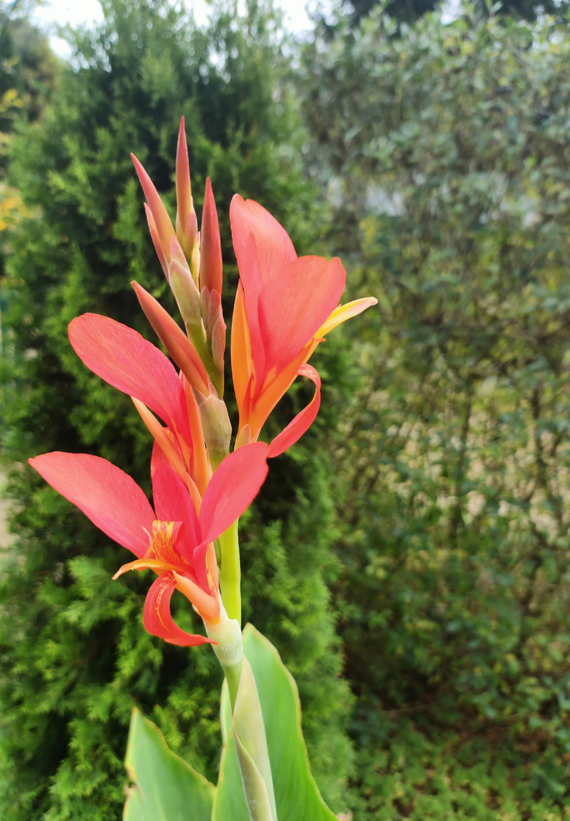 CANNA JUST BLOOMING