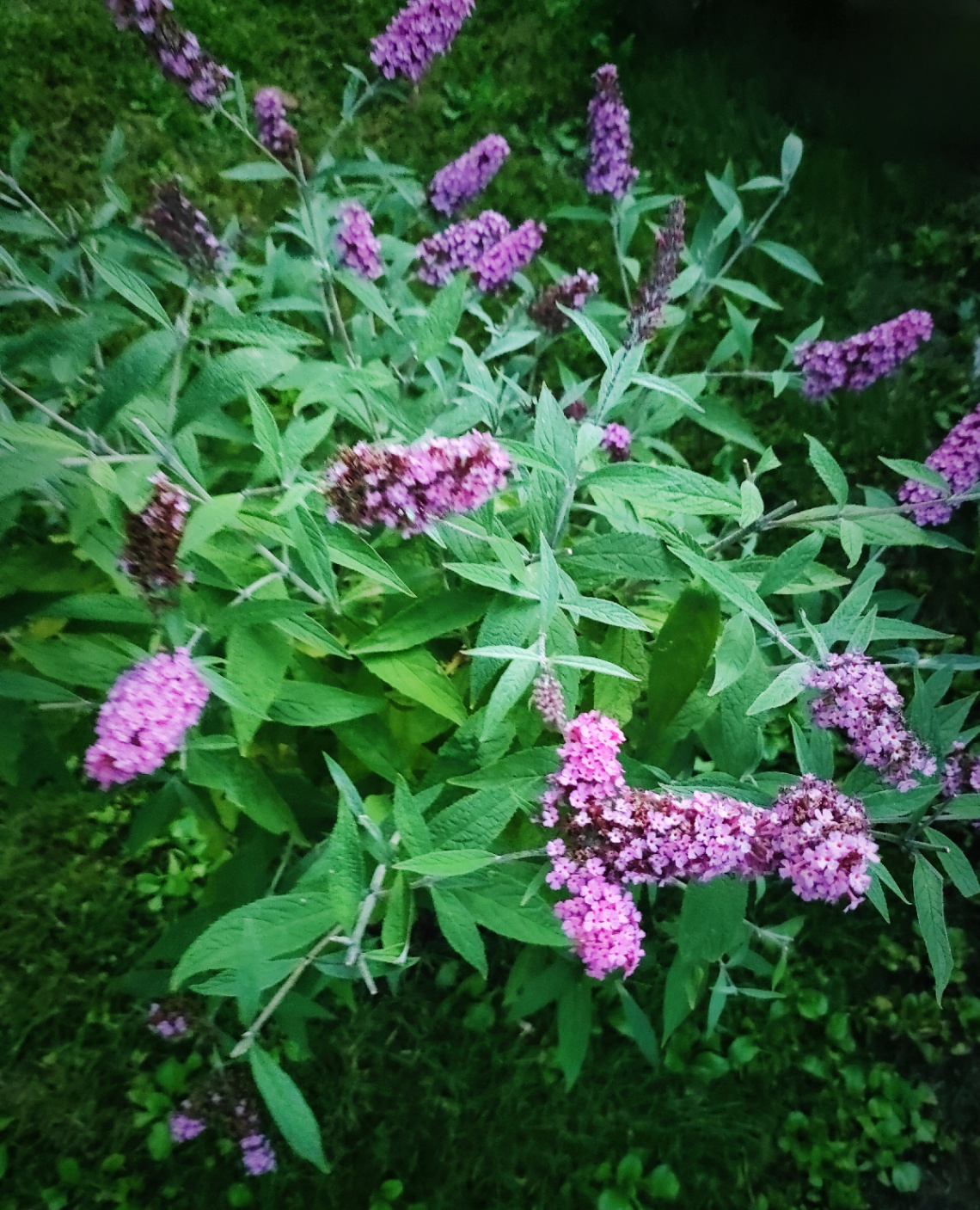 BUDDLEJA 