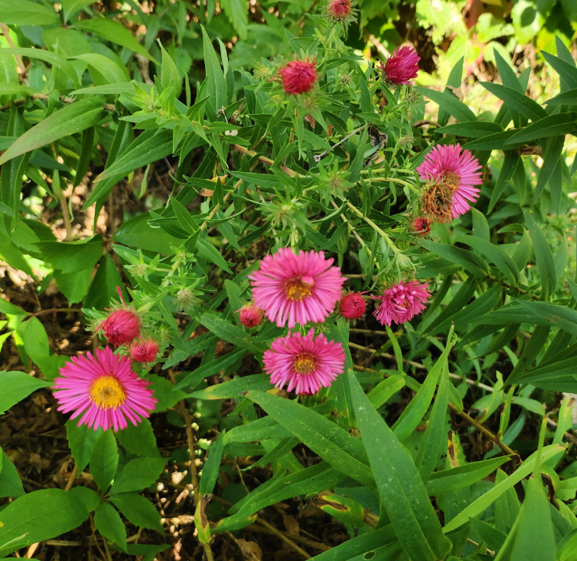 AUTUMN BLOOMING