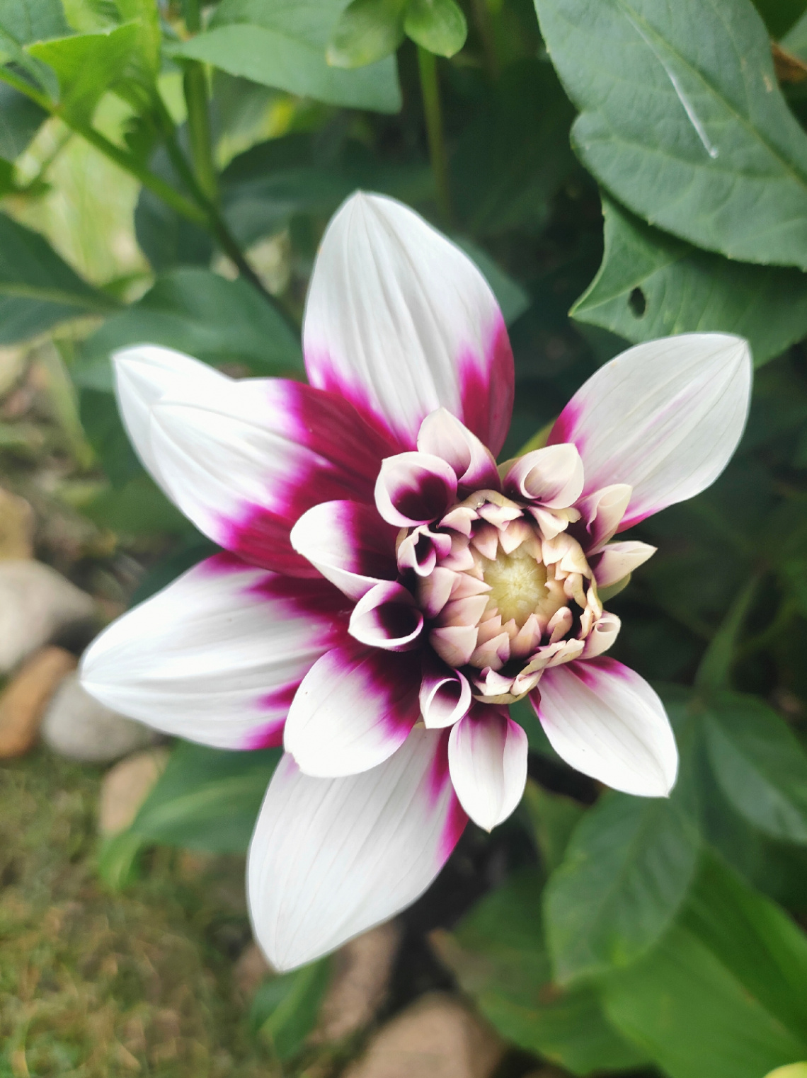 COLORFUL DAHLIA