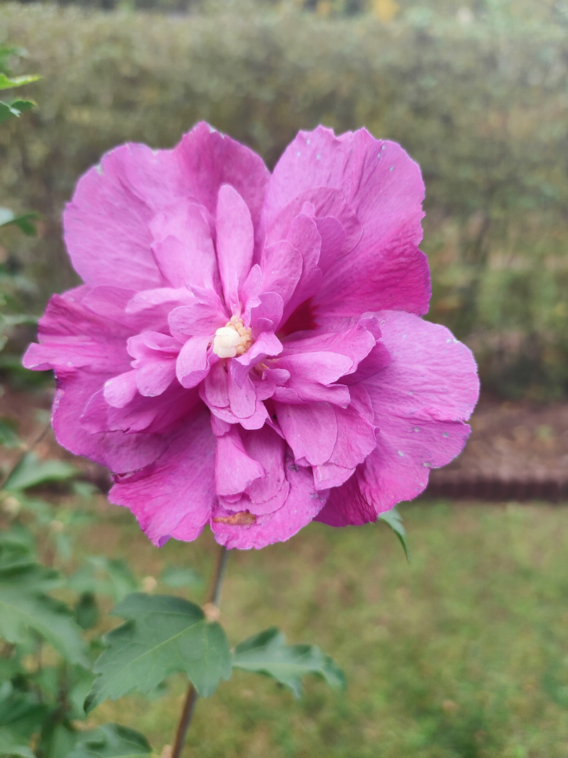 HIBISCUS SYRIACUS