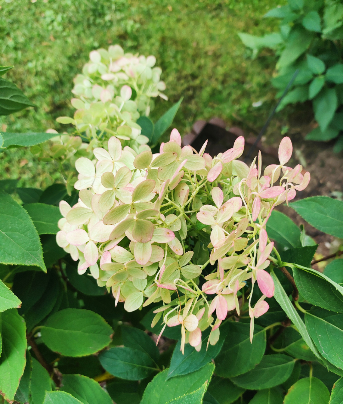 HYDRANGEA