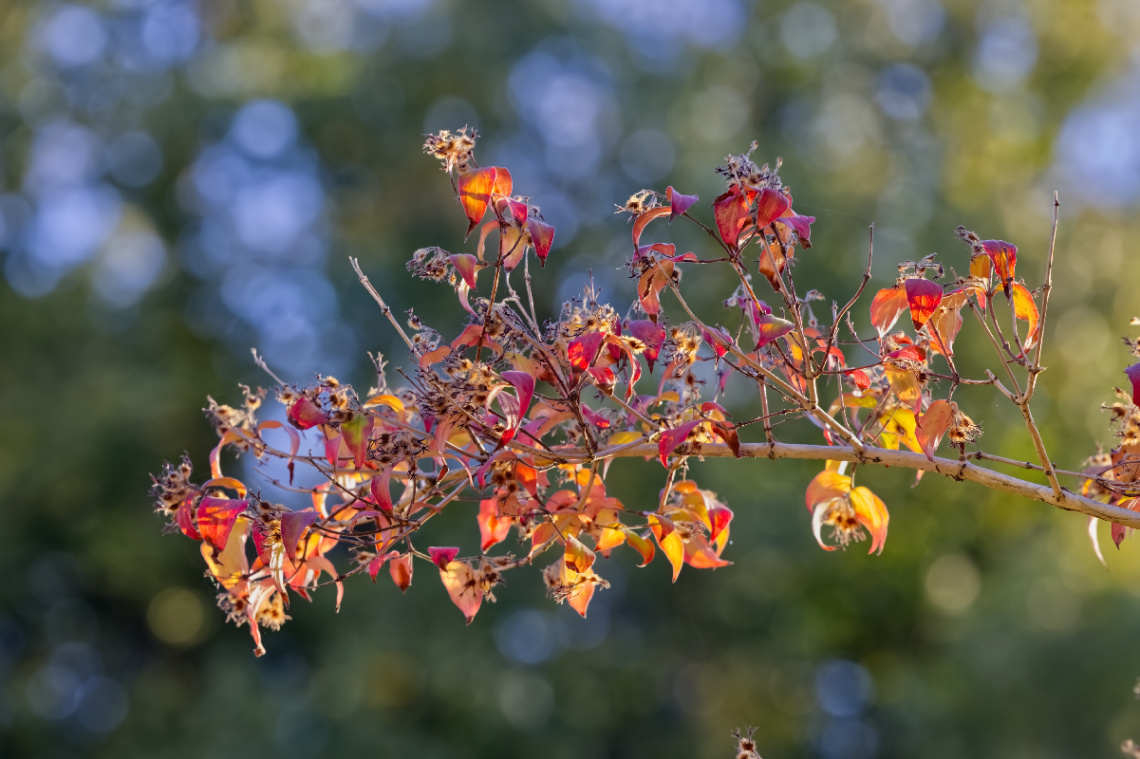 Autumn is here - Denmark 2024.