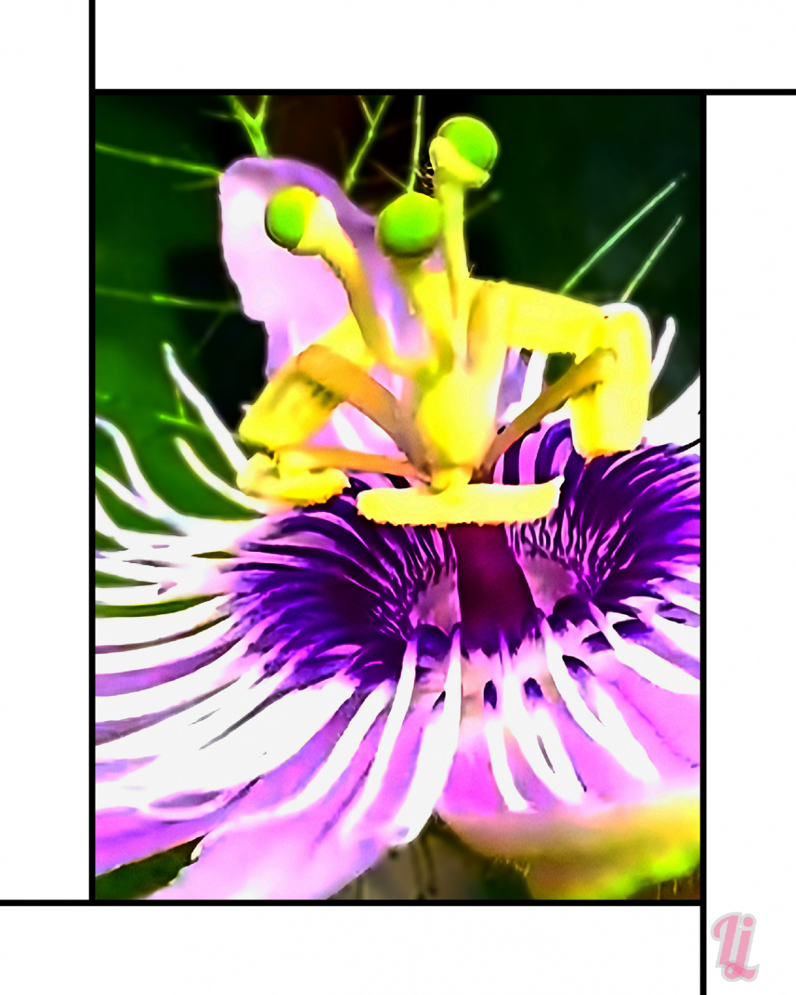 Passion Flower ❤️⚜❤️