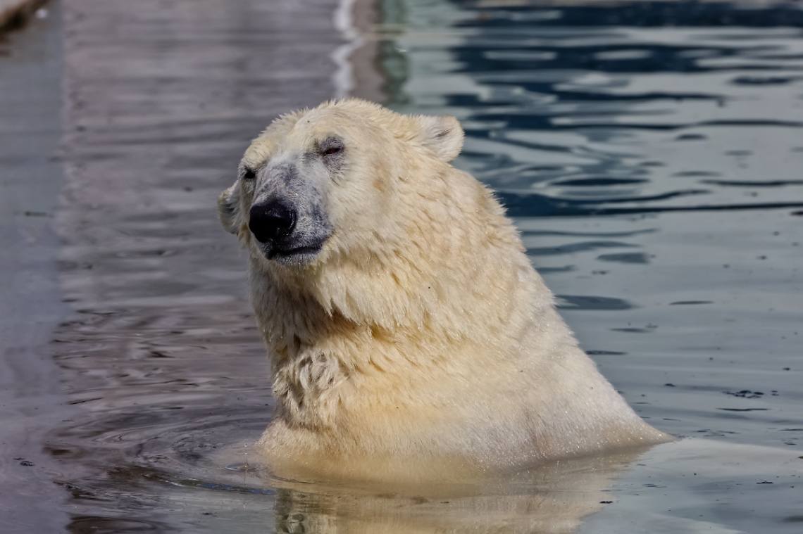 Copenhagen Zoo - July 2024