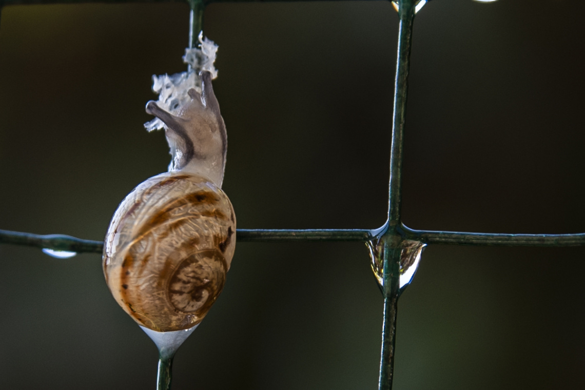 Ekmek Yiyen Salyangoz / Snail Eating Bread