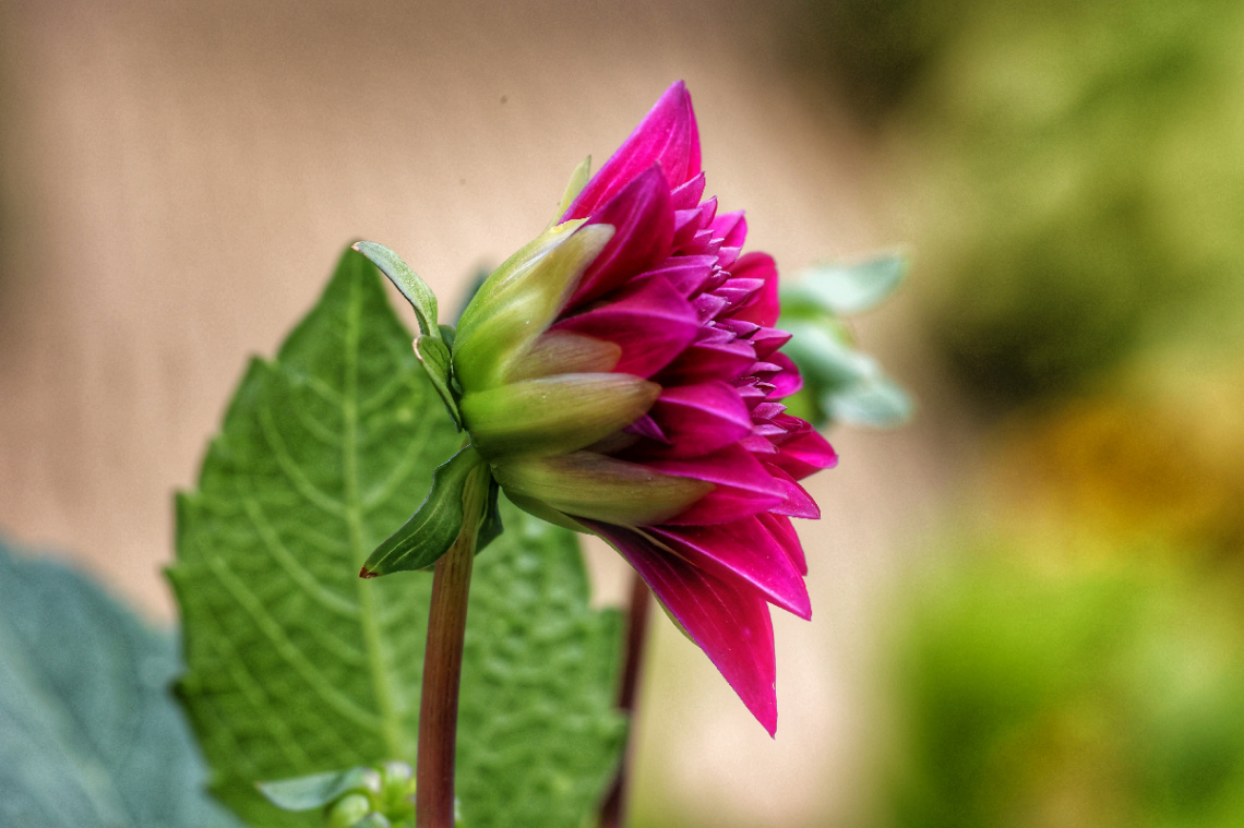 Flowers In Tivoli - 2024.