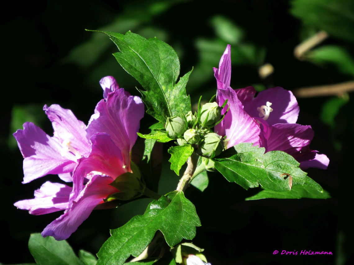 Hibiscus