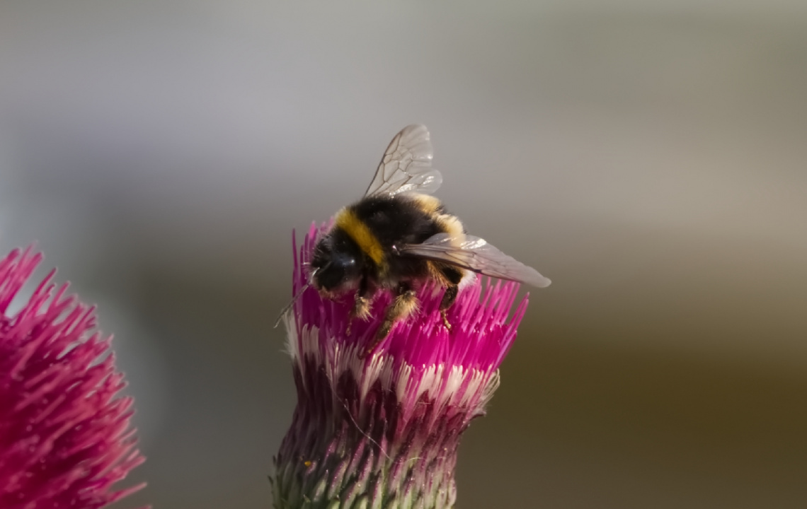 A Bee in a Flower - Tivoli - Cph - Denmark 2024.