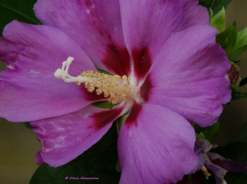 Hibiscus