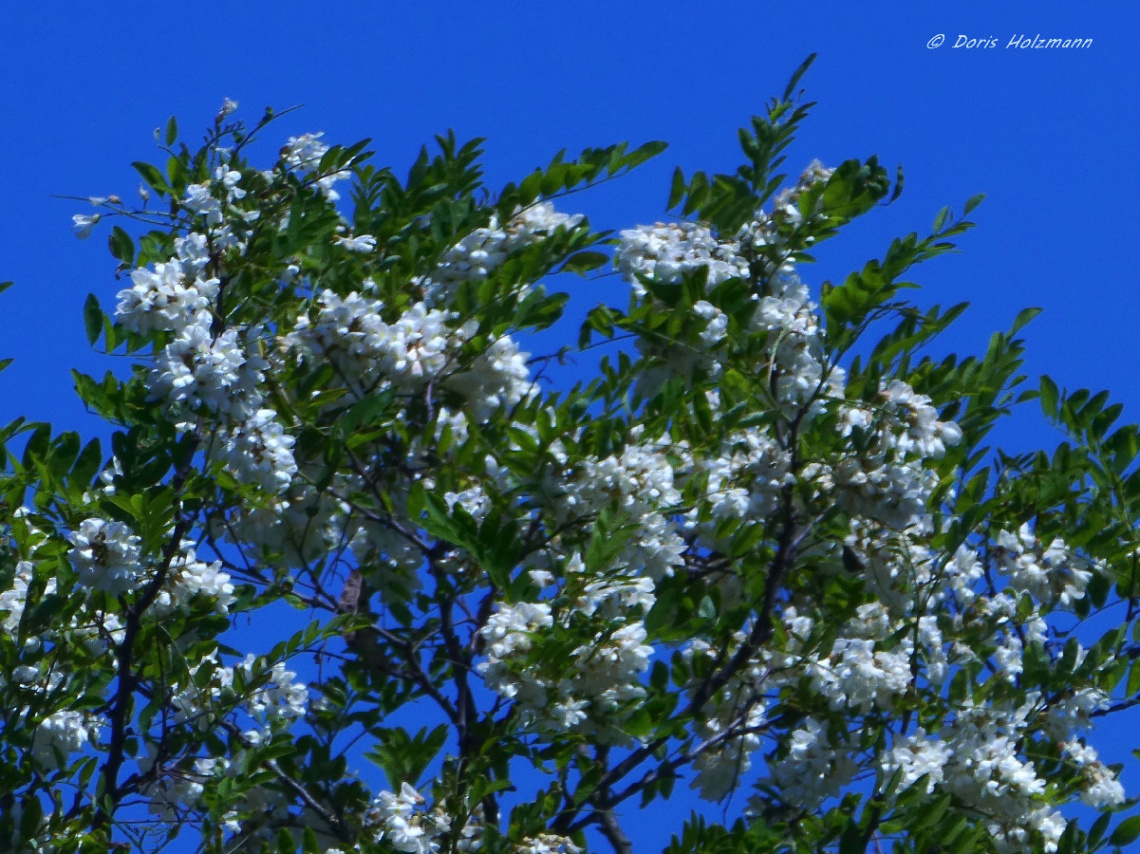 Robinia