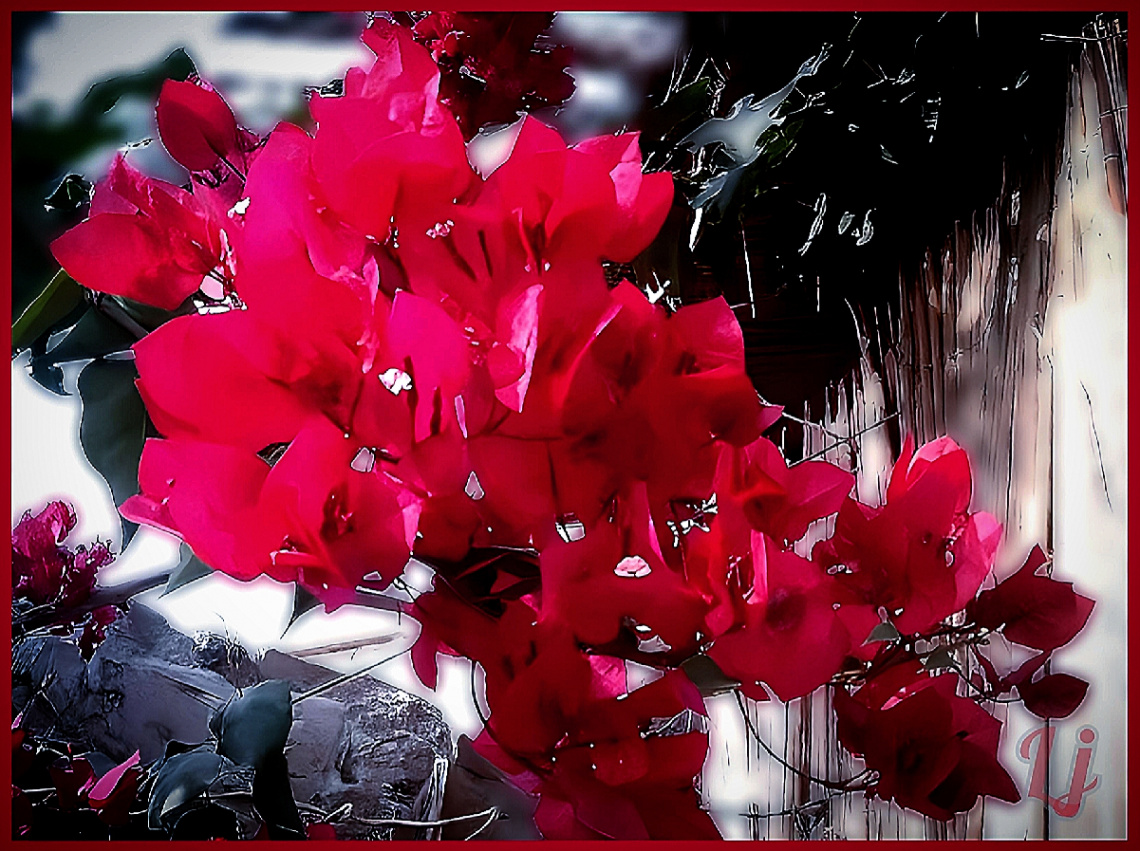 Bougainvillea ⚜ ⚜ 