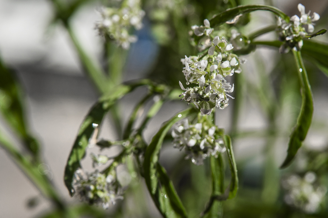 Tere Çiçeği / Cress Flower