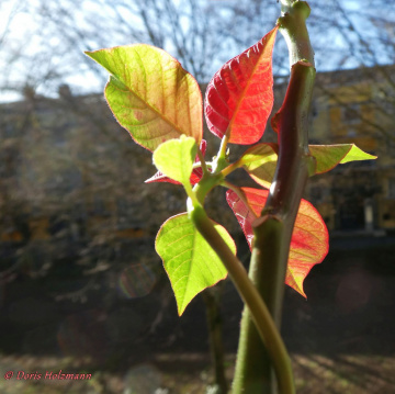 Leaves